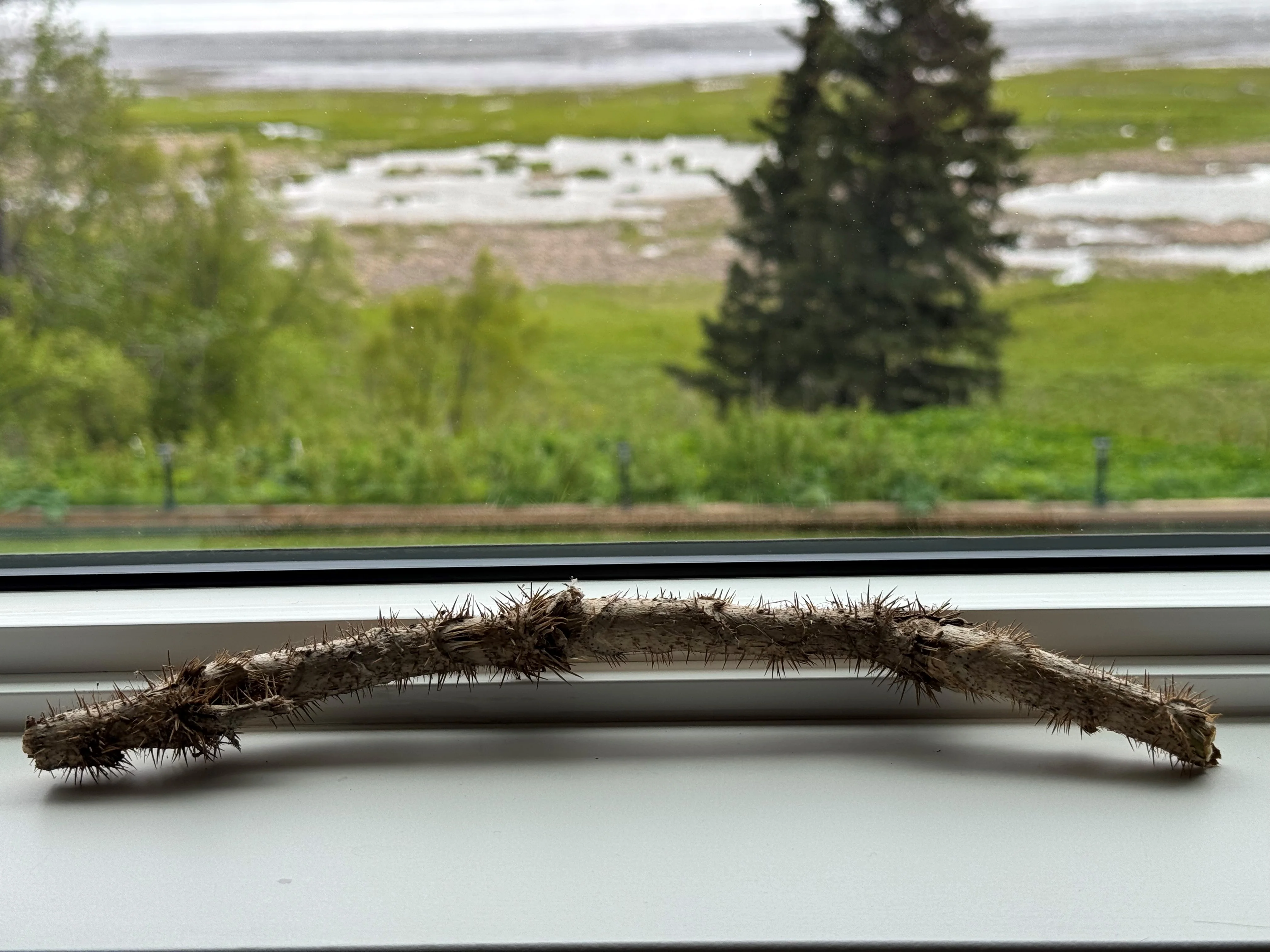 S’áxt’ (Devil's Club) Earrings with Argentium® Silver Ear Wire - Image 6